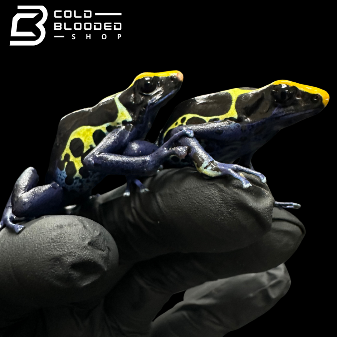 Dyeing poison dart frog - Dendrobates tinctorius
