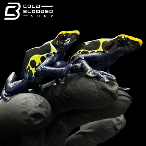 Dyeing poison dart frog - Dendrobates tinctorius