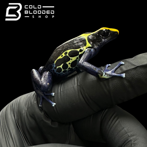 Dyeing poison dart frog - Dendrobates tinctorius