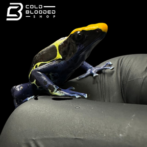 Dyeing poison dart frog - Dendrobates tinctorius