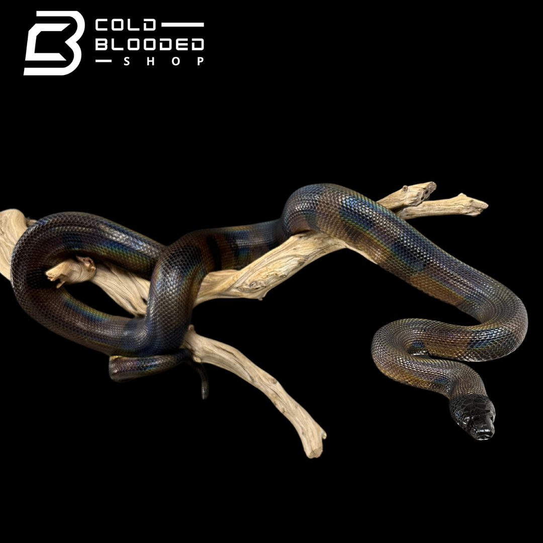 Adult Female Bismarck Ringed Python - Bothrochilus boa