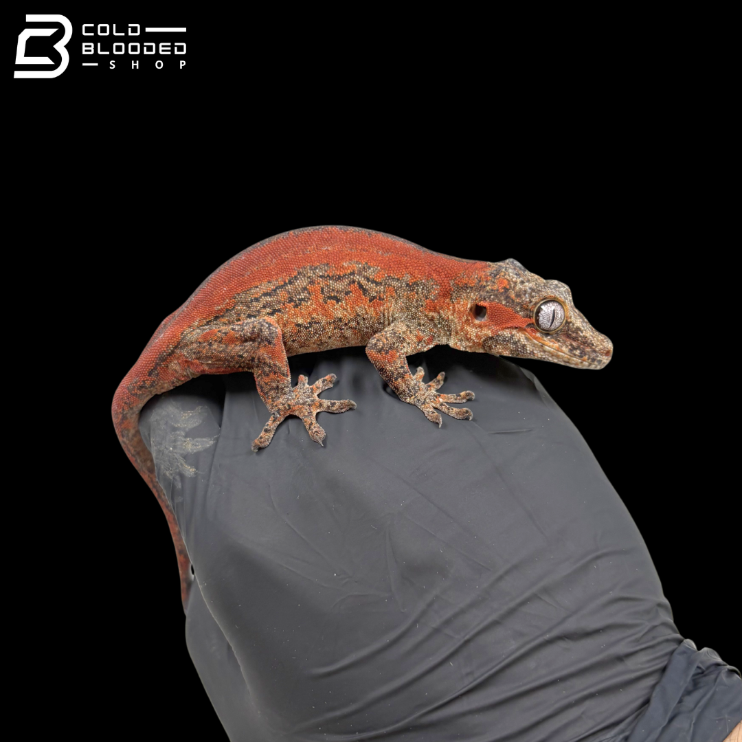 Female Red Stripe Gargoyle Gecko