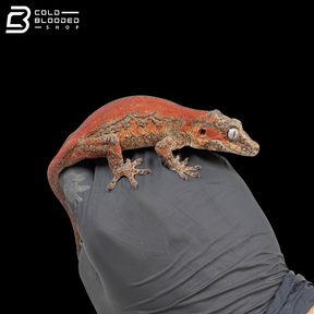 Female Red Stripe Gargoyle Gecko