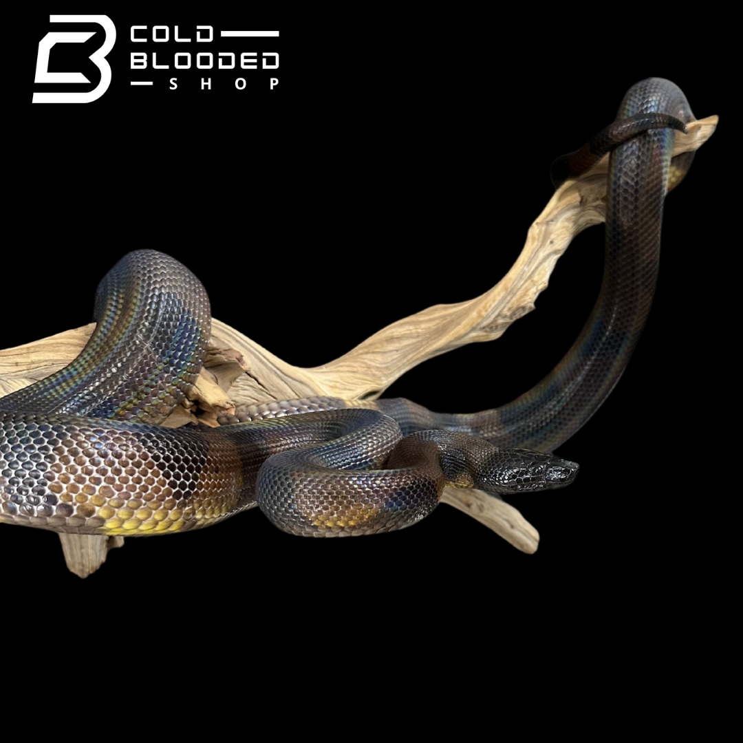 Adult Female Bismarck Ringed Python - Bothrochilus boa