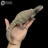 Large Colorful Female Ornate Uromastyx - Uromastyx Ornata