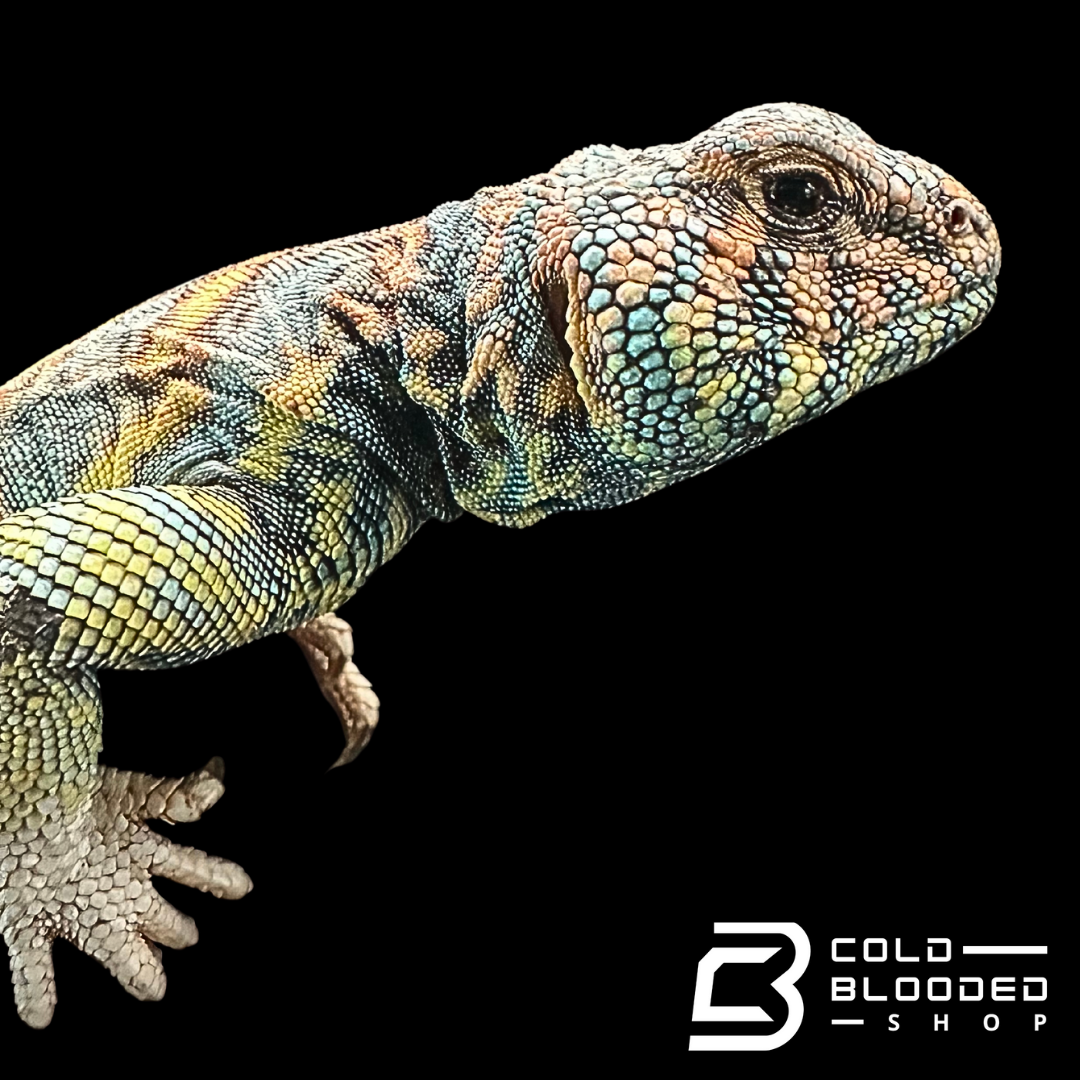 Adult Male Ornate Uromastyx - Uromastyx ornata
