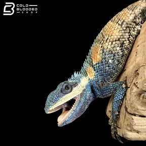 Indo-Chinese forest lizard - Calotes mystaceus