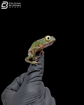 White lined monkey frog - Phyllomedusa vaillantii