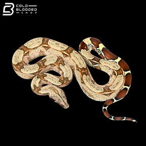 Male Suriname Boa Constrictor - Boa constrictor constrictor