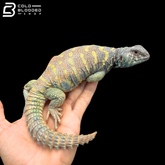 High Red\Low Blue Ornate Uromastyx - Uromastyx Ornata