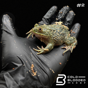 Helmeted Water Toads - Calyptocephalella gayi