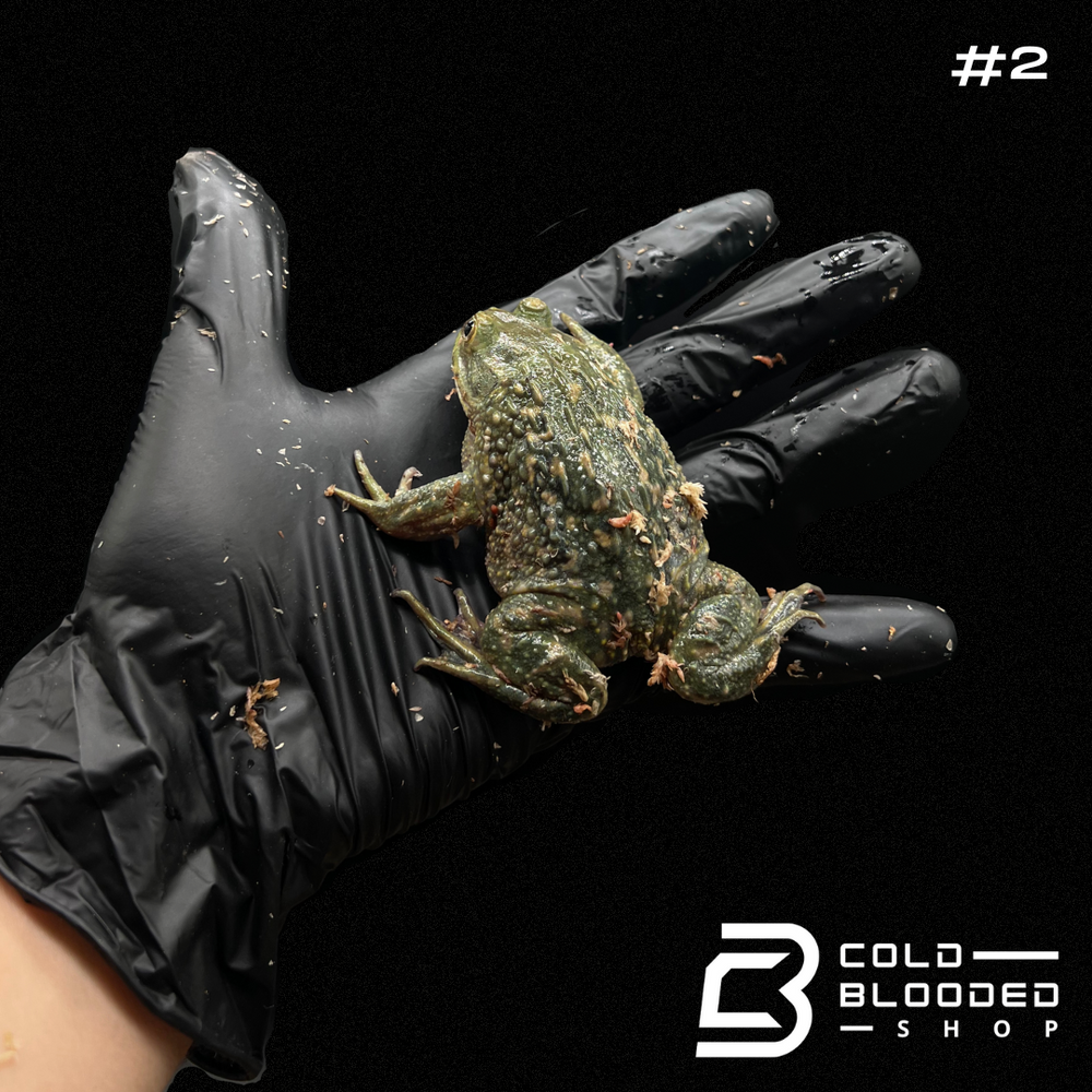 Helmeted Water Toads - Calyptocephalella gayi