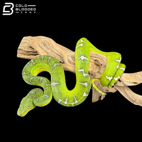 Adult Female Emerald Tree Boa - Corallus caninus