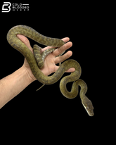Moluccan Python - Morelia Clastolepis