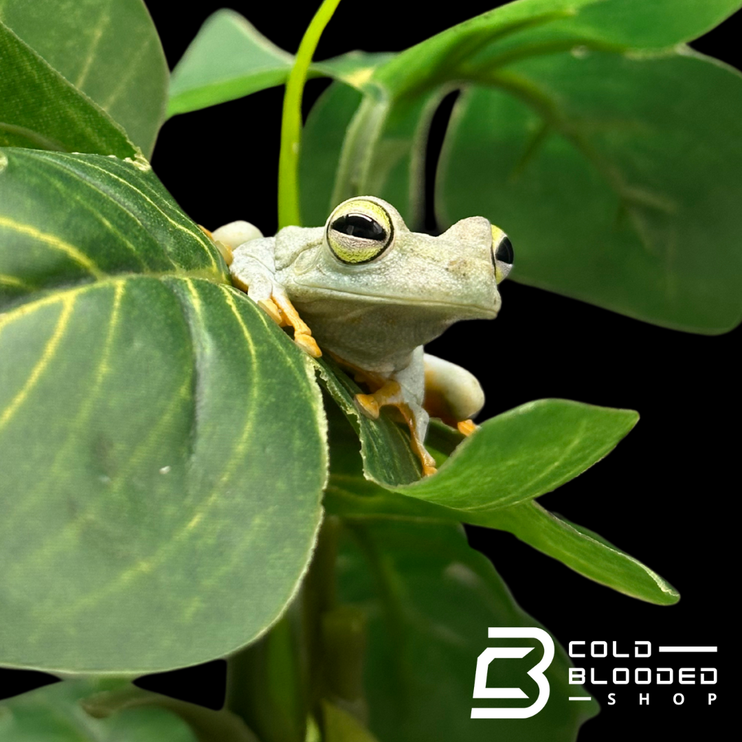 Emerald-Eyed Tree Frogs - Hypsiboas crepitans