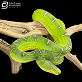 Adult Female Emerald Tree Boa - Corallus caninus