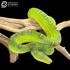 Adult Female Emerald Tree Boa - Corallus caninus