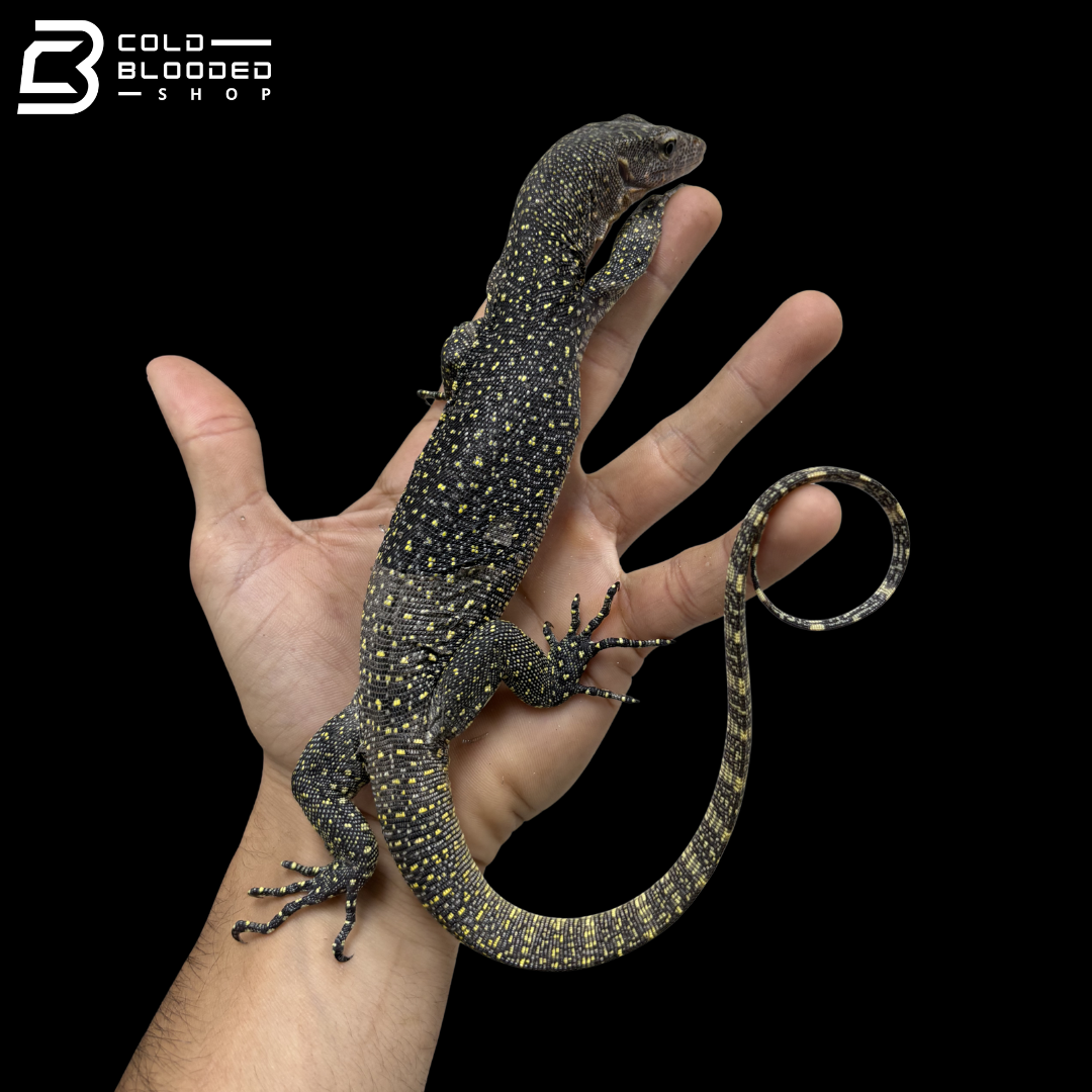 Juvenile Indonesian Mangrove Monitor - Varanus indicus