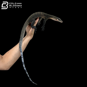 Subadult Jayapura Peach-throated Monitor - Varanus jobiensis