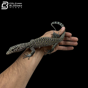 EXTREME PASTEL Blue Tailed Monitor - Varanus Doreanus