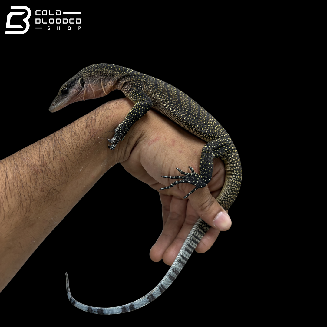 Juvenile Jayapura Peach-throated Monitor - Varanus jobiensis