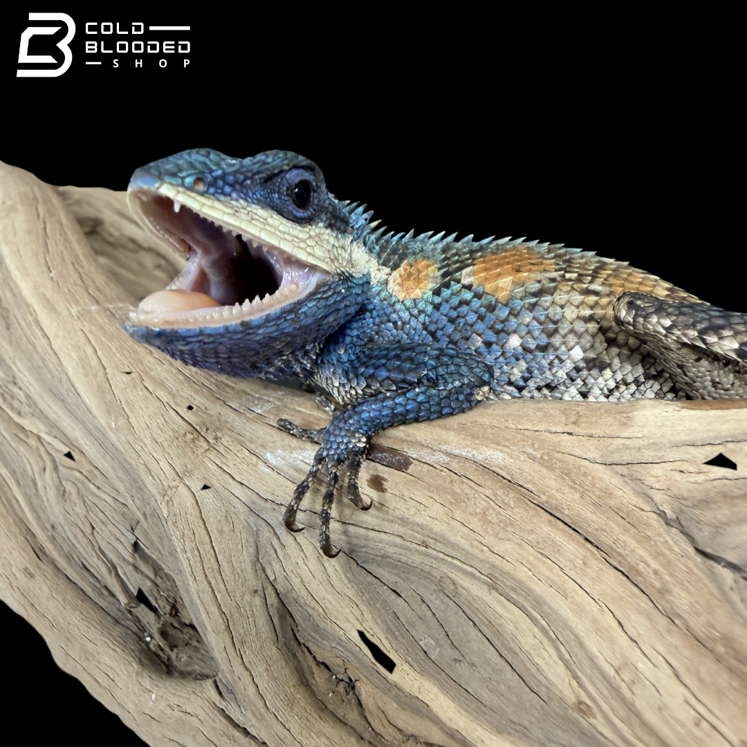 Indo-Chinese forest lizard - Calotes mystaceus