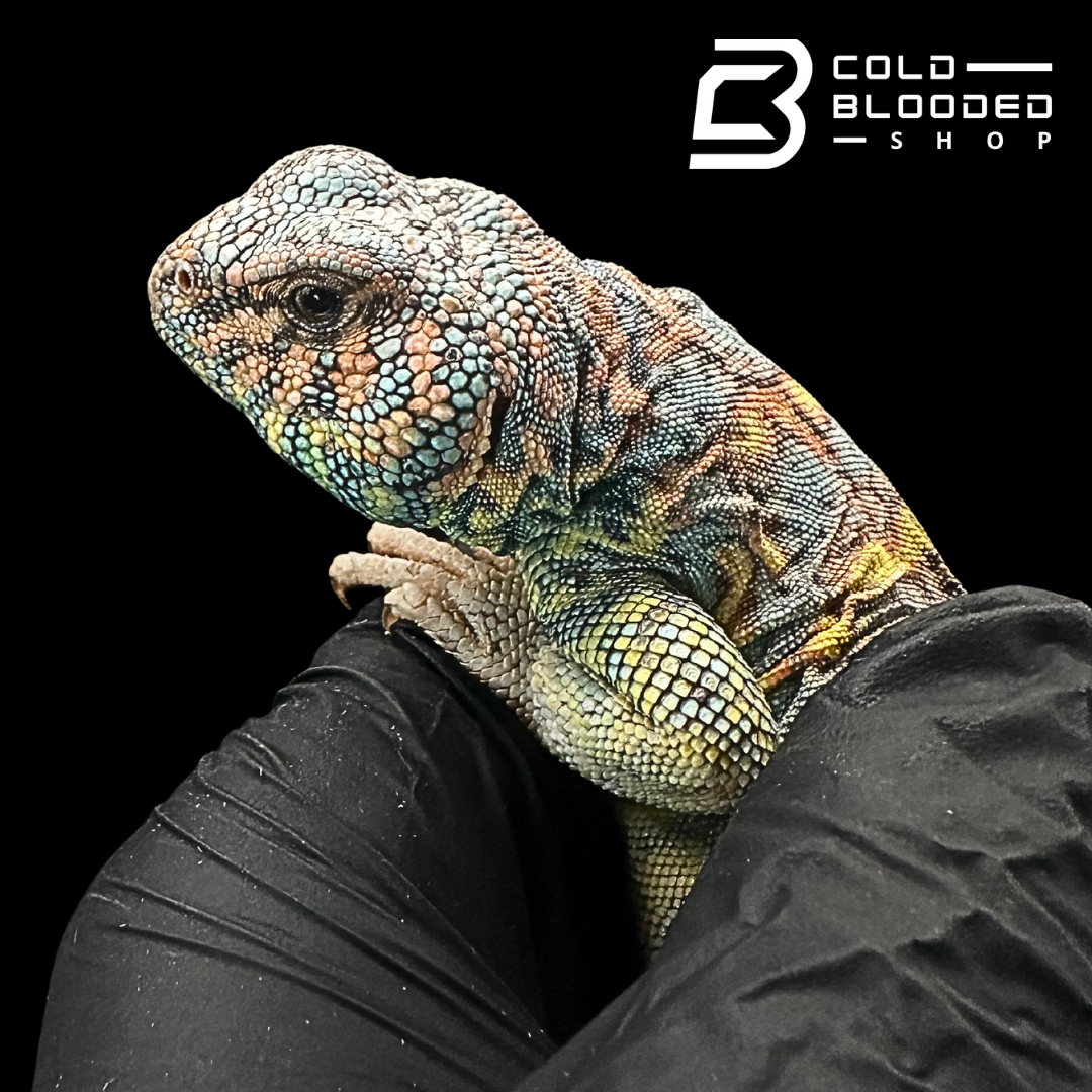 Adult Male Ornate Uromastyx - Uromastyx ornata