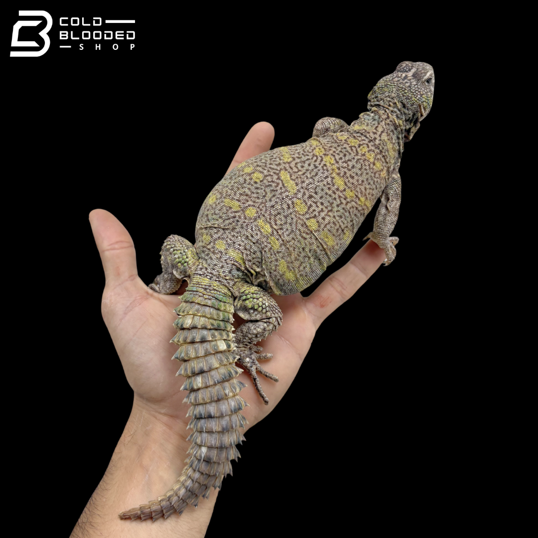 Large Colorful Female Ornate Uromastyx - Uromastyx Ornata