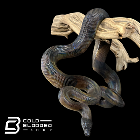 Adult Female Bismarck Ringed Python - Bothrochilus boa