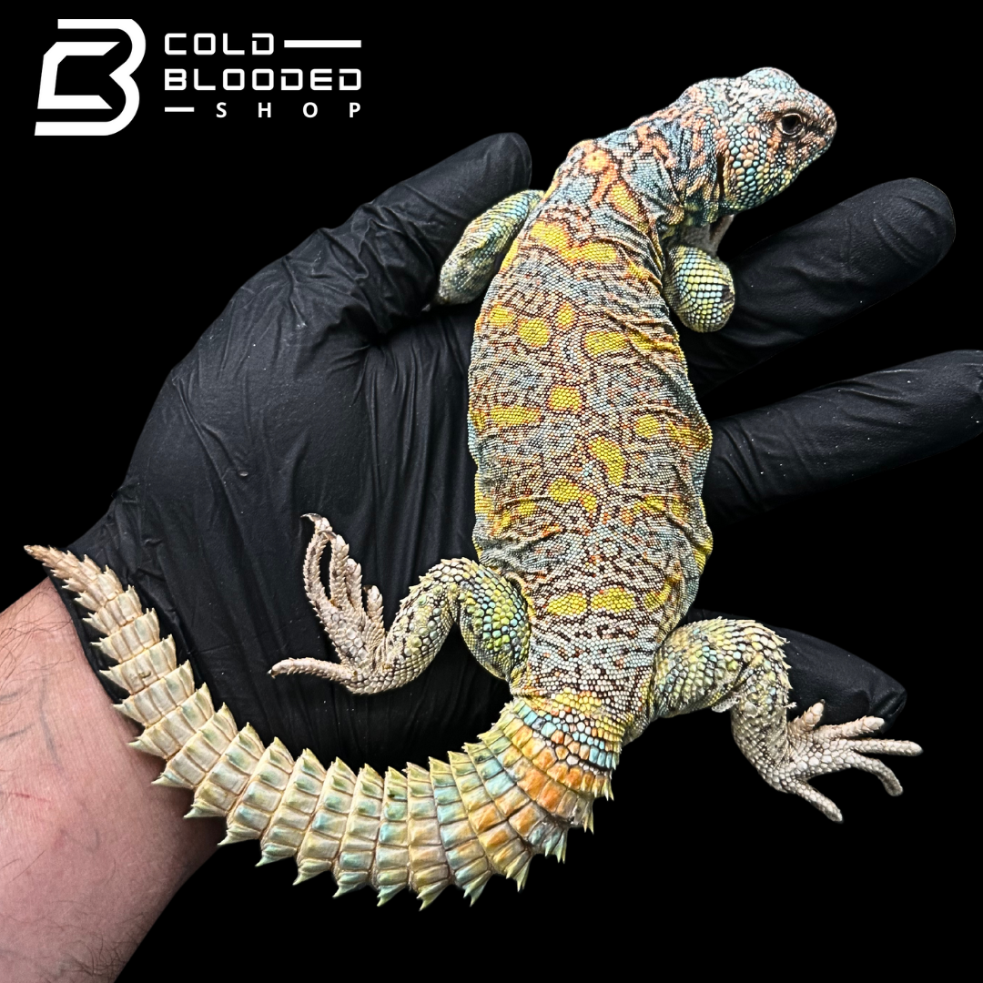 Adult Male Ornate Uromastyx - Uromastyx ornata