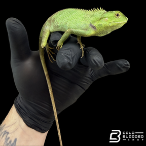 Indo-Chinese forest lizard - Calotes jerdoni