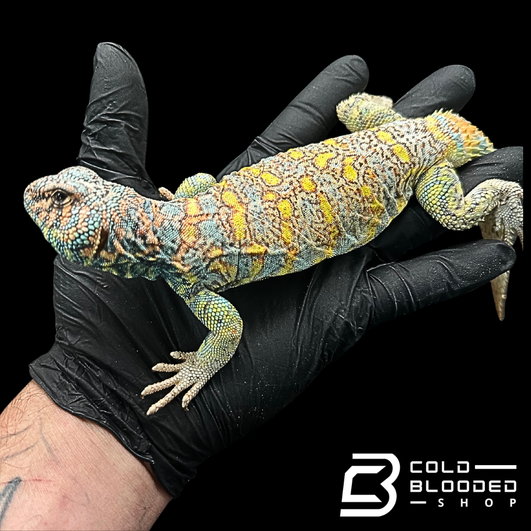 Adult Male Ornate Uromastyx - Uromastyx ornata