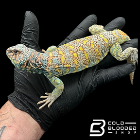 Adult Male Ornate Uromastyx - Uromastyx ornata