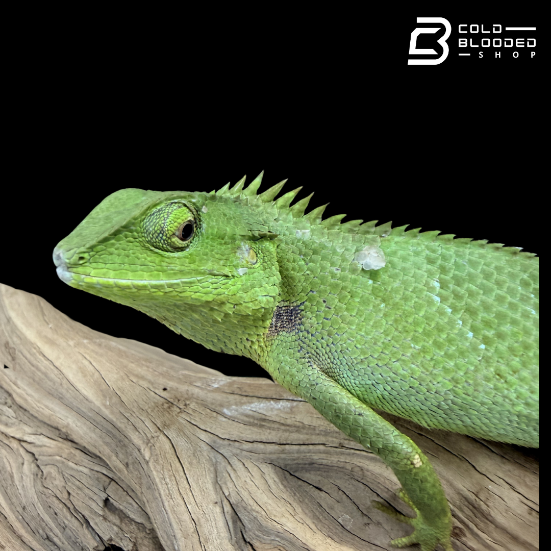 Indo-Chinese forest lizard - Calotes jerdoni
