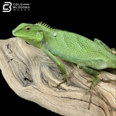 Indo-Chinese forest lizard - Calotes jerdoni