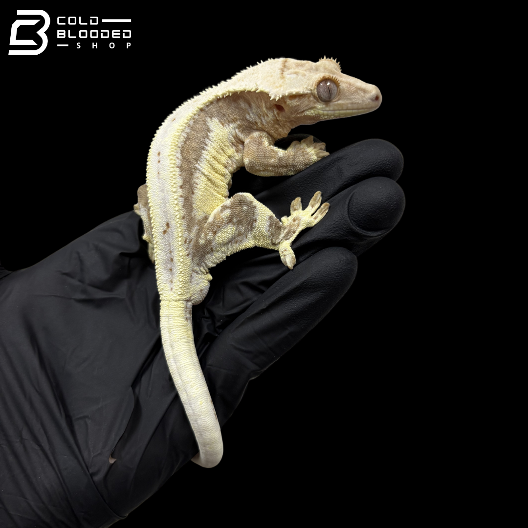Male Red Lilly White Crested Gecko