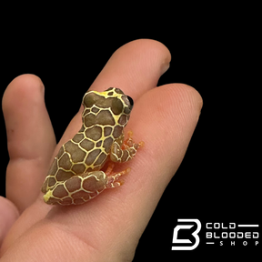 CBB Giraffe Reticulated Tree Frog - Dendropsophus reticulatus
