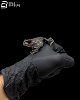 Spotted Litter Frogs - Leptobrachium Hendricksoni