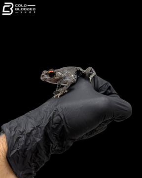 Spotted Litter Frogs - Leptobrachium Hendricksoni