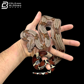 Male Suriname Boa Constrictor - Boa constrictor constrictor