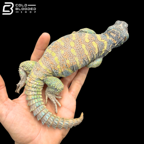 High Red\Low Blue Ornate Uromastyx - Uromastyx Ornata