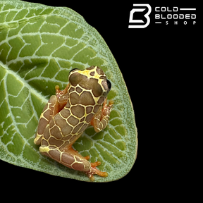 CBB Giraffe Reticulated Tree Frog - Dendropsophus reticulatus