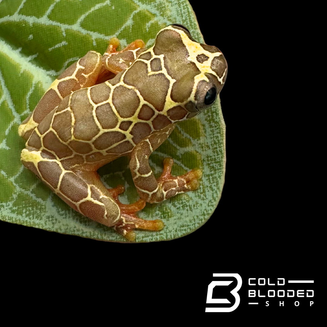 CBB Giraffe Reticulated Tree Frog - Dendropsophus reticulatus