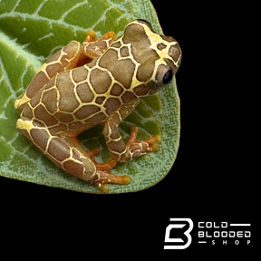 CBB Giraffe Reticulated Tree Frog - Dendropsophus reticulatus