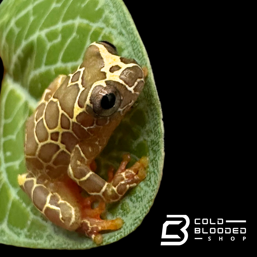CBB Giraffe Reticulated Tree Frog - Dendropsophus reticulatus