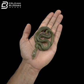 Borneo Red-tailed Green Rat Snake - Gonyosoma Oxycephalum