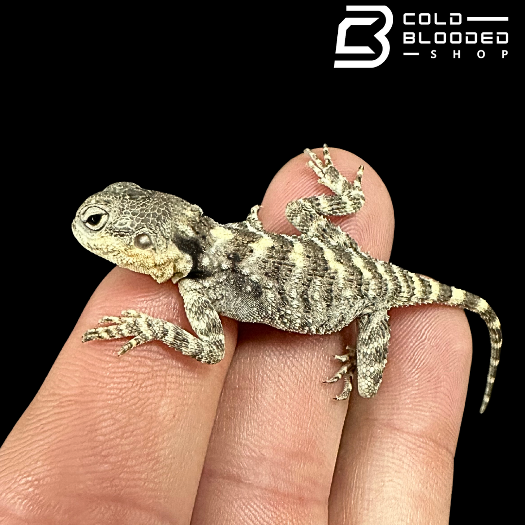 CB Baby Painted Agamas - Laudakia stellio brachydactyla (Copy)