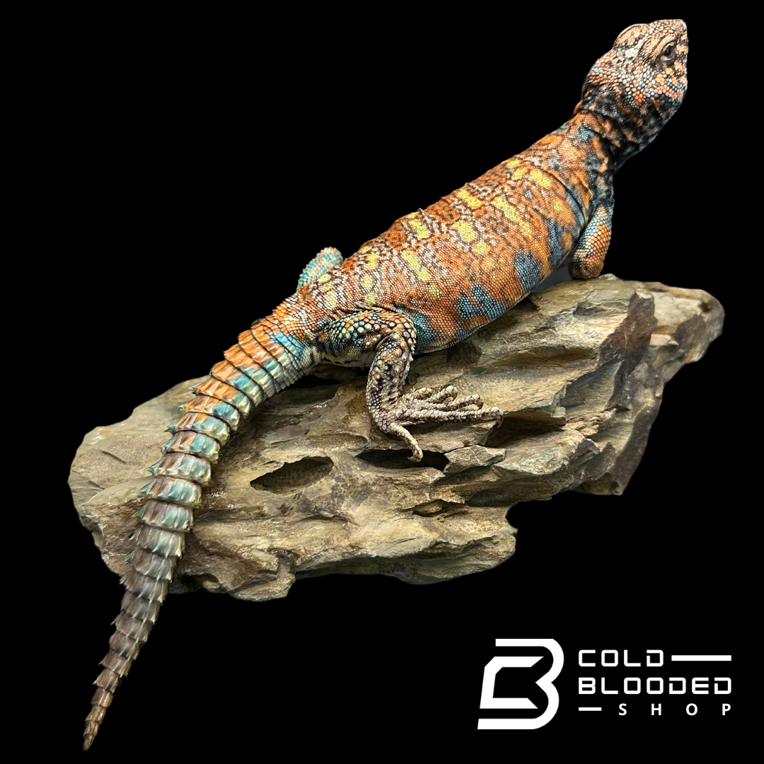 Adult Male Ornate Uromastyx - Uromastyx ornata