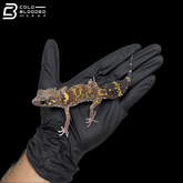 Australian Barking Gecko - Underwoodisaurus Milii