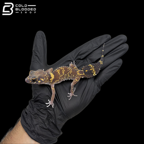 Australian Barking Gecko - Underwoodisaurus Milii